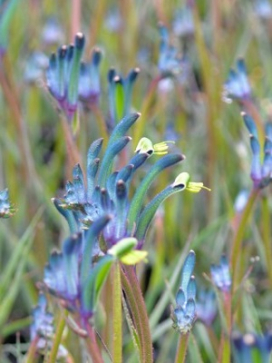 ANIGOZANTHOS Bush Gem Masquerade